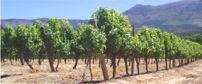 Wellington Wine Route